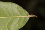 Dwarf live oak